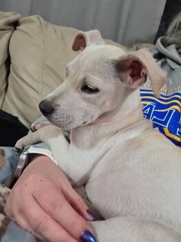 Rescue Yellow Labrador Retriever and Labrador Retriever Dogs for Adoption in Winter, Wisconsin - Camry | PetCurious