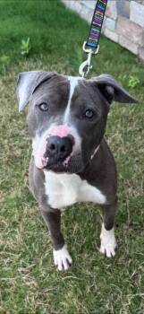 Pit Bull Terrier Dogs Available for Adoption in Chattanooga, Tennessee - Pippa | PetCurious