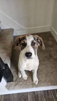 Great Pyrenees and Australian Shepherd Dogs Available for Adoption - Jack | PetCurious