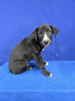 Rescue Mixed Breed Dogs for Adoption in Ruston, Louisiana - Crow | PetCurious