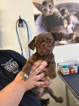 Mixed Breed Dogs Available for Adoption in Ocala, Florida - Izzie Stevens | PetCurious