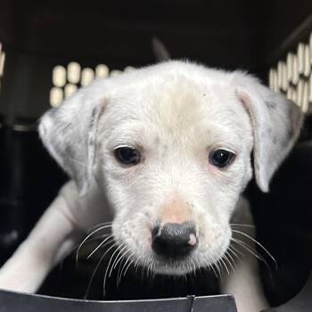 Terrier Dogs Available for Adoption in Birmingham, Alabama - Sally | PetCurious