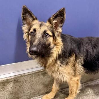 Caspiar -  German Shepherd Dog and Mixed Breed Dog for Adoption in Los Angeles, California - Caspiar | PetCurious