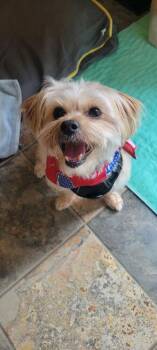 Oxford -  Shih Tzu Dog for Adoption in Jefferson Hills, Pennsylvania - Oxford | PetCurious