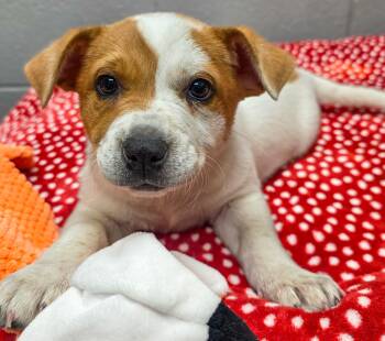 Australian Cattle Dog Blue Heeler Dogs Available for Adoption - Spot | PetCurious