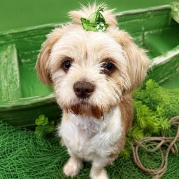 Ellie -  Maltese and Shih Tzu Dog for Adoption in Citrus Heights, California - Ellie | PetCurious