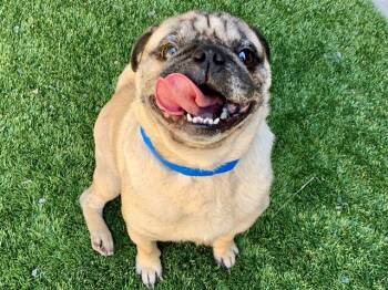 URGENT SAVE ME PLEASE Yukon A551340 -  Pug Dog for Adoption in San Marcos, California - URGENT SAVE ME PLEASE Yukon A551340 | PetCurious
