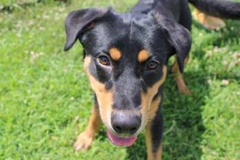 Rover -  Mixed Breed Dog for Adoption in Kansas City, Missouri - Rover | PetCurious