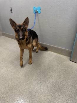 HANS -  German Shepherd Dog Dog for Adoption in Las Vegas, Nevada - HANS | PetCurious