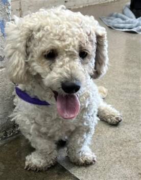 WILLIAM -  Terrier Dog for Adoption in San Bernardino, California - WILLIAM | PetCurious