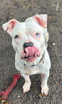 Rescue Mixed Breed Dogs for Adoption in Brookhaven, New York - Calliope (AKA Callie) | PetCurious