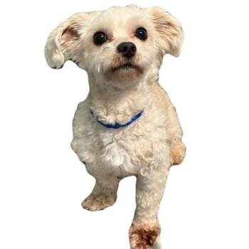 Maltese Dogs Available for Adoption in Red Bluff, California - Grayson | PetCurious
