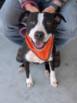 Marnie -  Terrier Dog for Adoption in Gulfport, Mississippi - Marnie | PetCurious