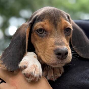 Harold -  Beagle Dog for Adoption in Normal, Illinois - Harold | PetCurious