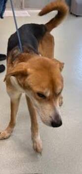 Foxhound and Treeing Walker Coonhound Dogs Available for Adoption in Maryville, Tennessee - Rex | PetCurious