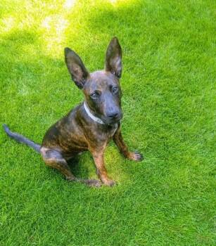 Rescue Mixed Breed Dogs for Adoption in Sharpsburg, Georgia - Tom | PetCurious