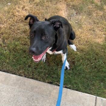Apollo -  Pit Bull Terrier and Australian Cattle Dog Blue Heeler Dog for Adoption in Dallas, Texas - Apollo | PetCurious