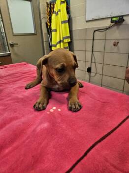 Rescue Labrador Retriever and Mixed Breed Dogs for Adoption in Bossier City, Louisiana - Peppermint | PetCurious