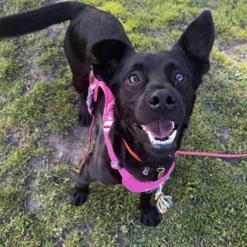 Australian Cattle Dog Blue Heeler Dogs Available for Adoption - Jello | PetCurious