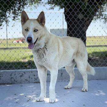 Koolaid Man -  German Shepherd Dog and Husky Dog for Adoption in Ulysses, Kansas - Koolaid Man | PetCurious