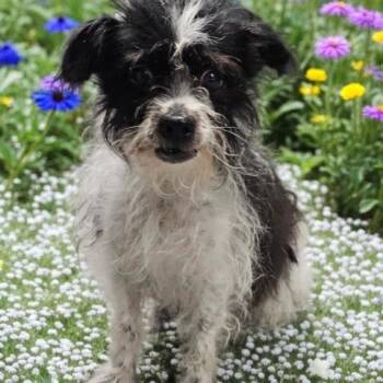 STANLEY -  Yorkshire Terrier and Parson Russell Terrier Dog for Adoption - STANLEY | PetCurious