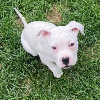 Boxer Dogs Available for Adoption in Cedar Rapids, Iowa - April | PetCurious