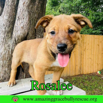 Rescue Chow Chow Dogs for Adoption in Pensacola, Florida - Rosalee | PetCurious