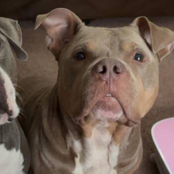Tokyo -  Pit Bull Terrier Dog for Adoption in Newark, New Jersey - Tokyo | PetCurious