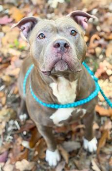 Natalie -  American Staffordshire Terrier and Mixed Breed Dog for Adoption - Natalie | PetCurious