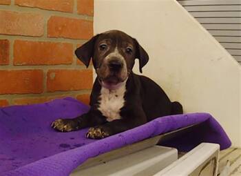 PUPPY 4 -  Chihuahua and Mixed Breed Dog for Adoption in Houston, Texas - PUPPY 4 | PetCurious
