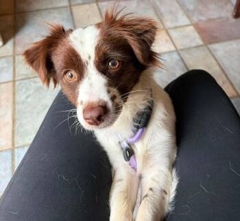 Hazel 3 -  Spaniel Dog for Adoption in Parker, Colorado - Hazel 3 | PetCurious