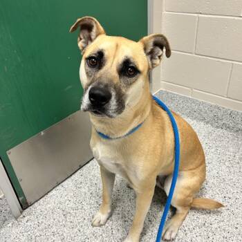Mia -  Shepherd and Husky Dog for Adoption in Reno, Nevada - Mia | PetCurious