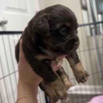 Taffy -  Chihuahua and Dachshund Dog for Adoption in Baton Rouge, Louisiana - Taffy | PetCurious