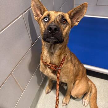 Topaz -  Mixed Breed Dog for Adoption in Abilene, Texas - Topaz | PetCurious