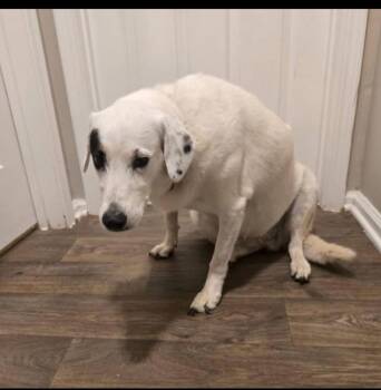 Samantha -  Labrador Retriever Dog for Adoption in Townville, South Carolina - Samantha | PetCurious