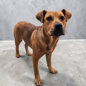 Labrador Retriever Dogs Available for Adoption in Williston, Vermont - Belle | PetCurious