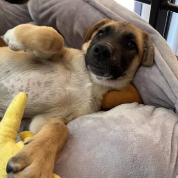 Hydro Flask -  Mixed Breed Dog for Adoption in Park City, Utah - Hydro Flask | PetCurious