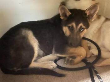 German Shepherd Dog and Mixed Breed Dogs Available for Adoption - A527534 | PetCurious