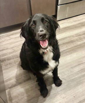 Rescue Flat Coated Retriever Dogs for Adoption in North Prairie, Wisconsin - **NYXIE** | PetCurious