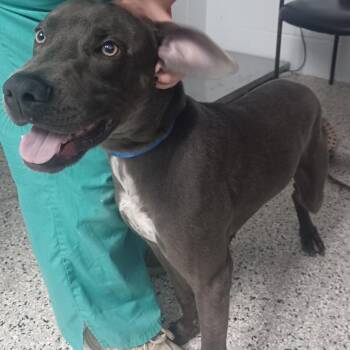 Weimaraner and Cattle Dog Dogs Available for Adoption in Hattiesburg, Mississippi - Turkey Sandwich | PetCurious