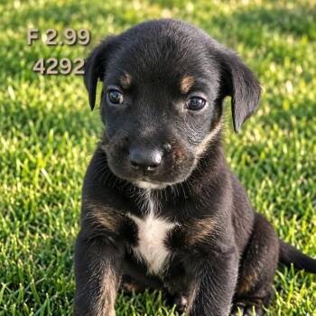 Billie -  Border Collie Dog for Adoption in Klamath Falls, Oregon - Billie | PetCurious