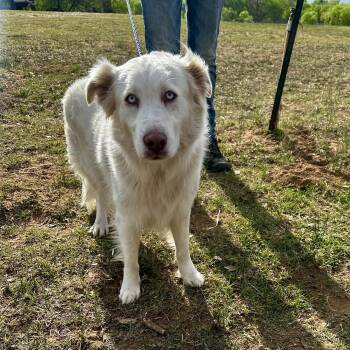 Australian Shepherd Dogs Available for Adoption in Seguin, Texas - Sunny | PetCurious
