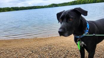 Koa -  Black Labrador Retriever Dog for Adoption in Warrington, Pennsylvania - Koa | PetCurious