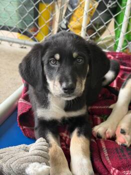 Maureen -  Mixed Breed Dog for Adoption in Tomah, Wisconsin - Maureen | PetCurious