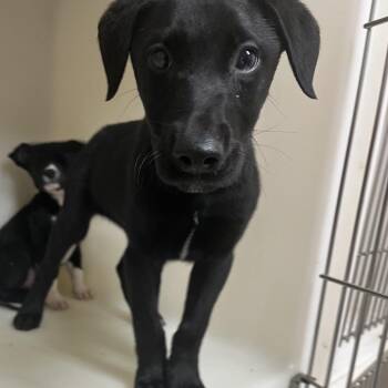 Labrador Retriever Dogs Available for Adoption in Birmingham, Alabama - Marshall | PetCurious