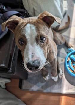 Howie -  Pit Bull Terrier Dog for Adoption in Indianapolis, Indiana - Howie | PetCurious