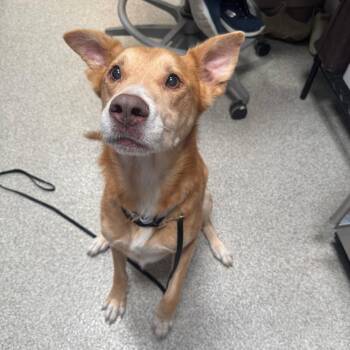 August -  Mixed Breed Dog for Adoption in Englewood, Florida - August | PetCurious