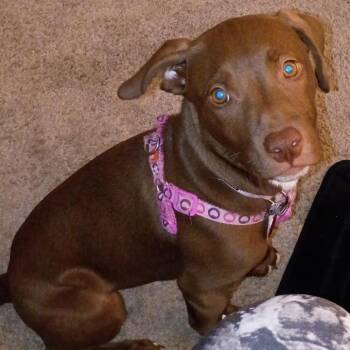 Mixed Breed Dogs Available for Adoption - Kissy Suzuki | PetCurious