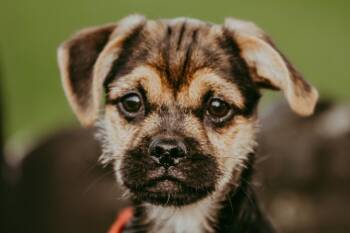 Flipper -  Pug and Yorkshire Terrier Dog for Adoption in Waunakee, Wisconsin - Flipper | PetCurious