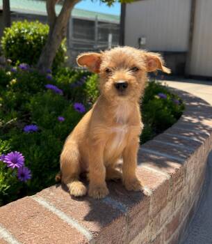 Lil Wayne -  Yorkshire Terrier Dog for Adoption in Lathrop, California - Lil Wayne | PetCurious